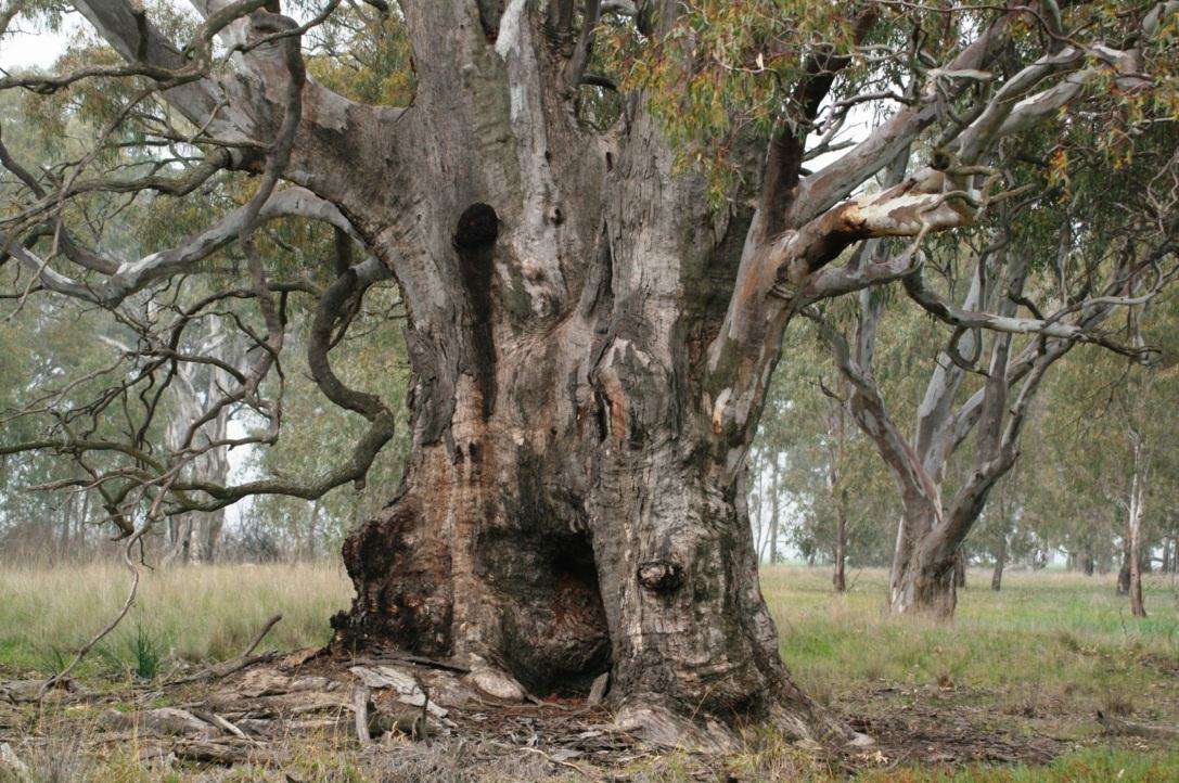 Red Gum image featured on the front cover of the 2012 CMN Calendar. Photo: Tracey Cosier.